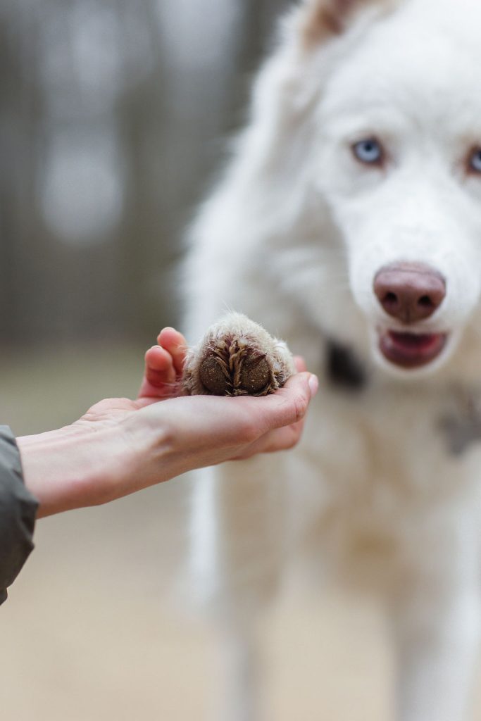 Urban Dogs. Your dogs deserve the best.