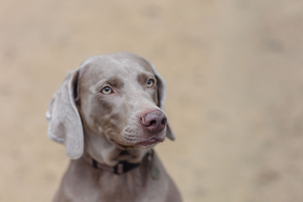 What's new at Urban Dogs. ?