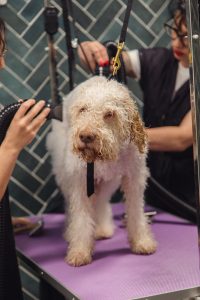 Urban Dogs. Your dogs deserve the best.
