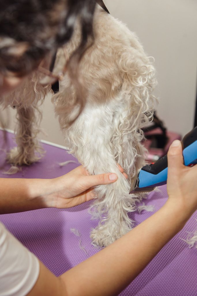 What's new at Urban Dogs. ?