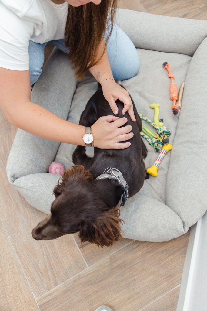 Soins ostéopathie canine