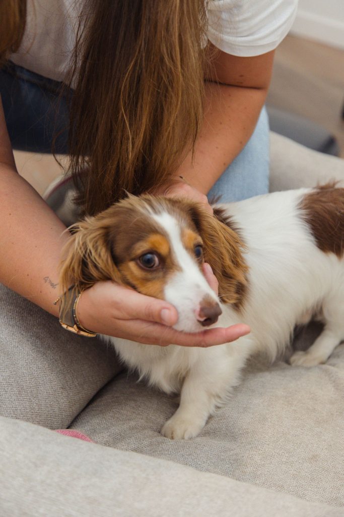 Ostéopathie canine