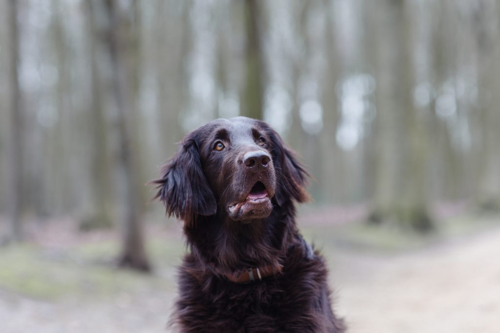 Urban Dogs. Your dogs deserve the best.