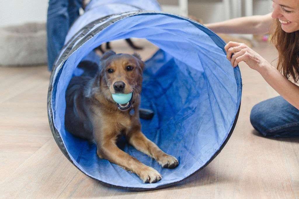 What's new at Urban Dogs. ?
