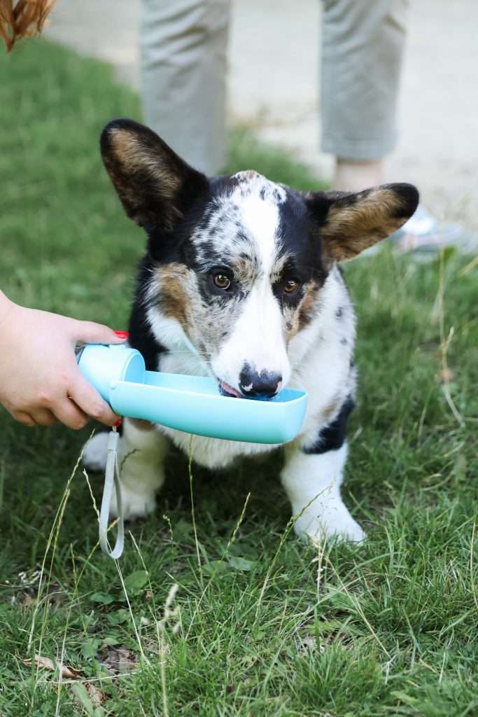 What's new at Urban Dogs. ?
