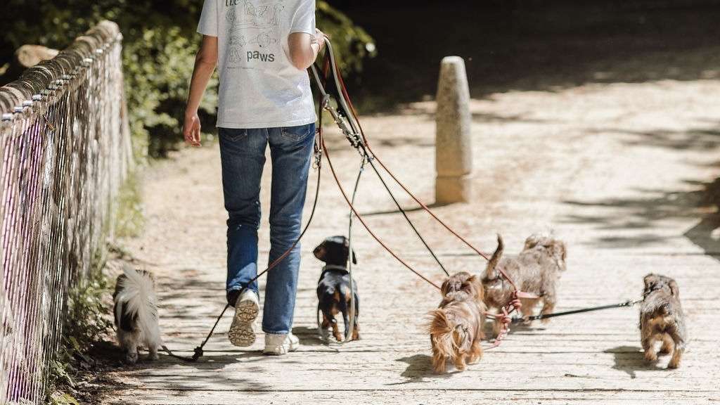 Urban Dogs Academy