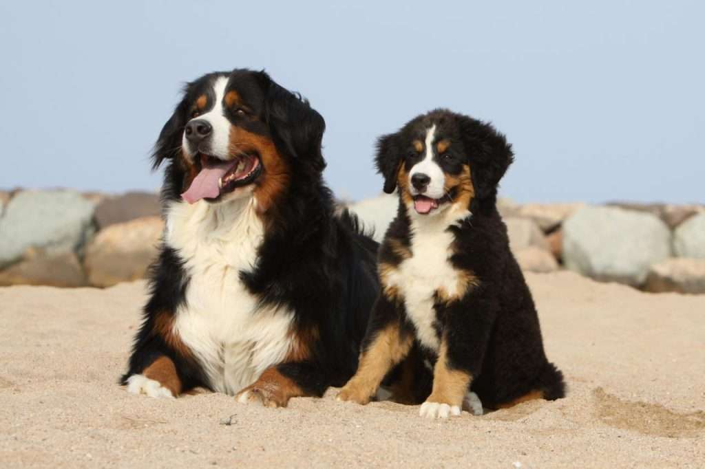 Urban Dogs.
