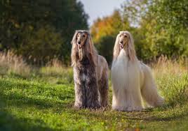 Urban Dogs.